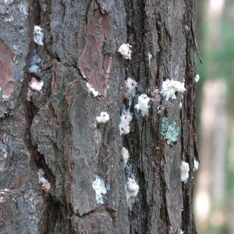 thumbnail for publication: The Southern Pine Beetle, Dendroctonus frontalis (Coleoptera: Curculionidae: Scolytinae)
